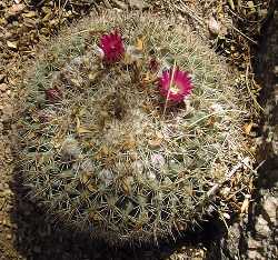 (Mammillaria sonorensis 'movensis')