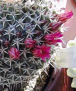 (Mammillaria mystax)