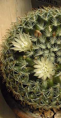 (Mammillaria crinita f. nana)