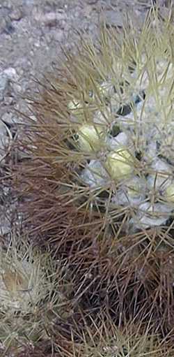 Woolly Nipple Cactus(Mammillaria nivosa)