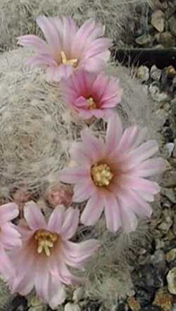 (Mammillaria glassii var. nominis-dulcis )