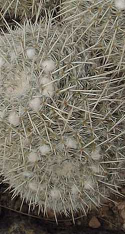 Owl's Eyes(Mammillaria parkinsonii)