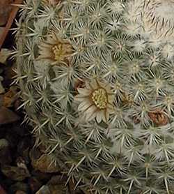 Owl's Eyes(Mammillaria parkinsonii)