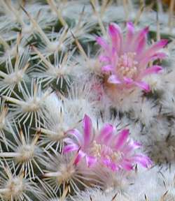 Owl's Eyes(Mammillaria parkinsonii)