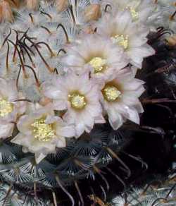 (Mammillaria perezdelarosae)