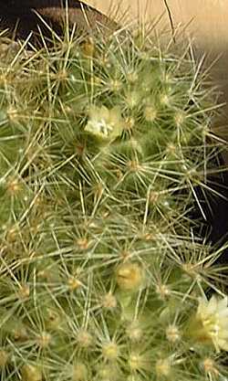 (Mammillaria picta)