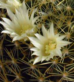 (Mammillaria picta)