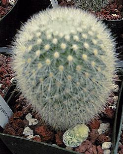 (Mammillaria spinosissima ssp. pilcayensis )