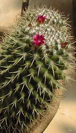 (Mammillaria polythele)