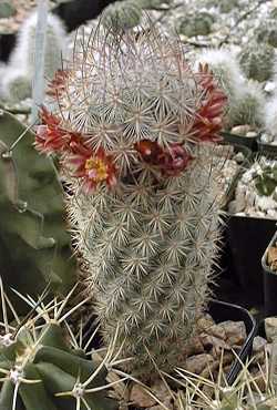 Rattail Cactus(Mammillaria pottsii)