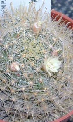 (Mammillaria puberula)