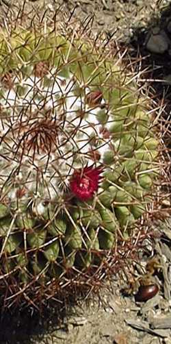 (Mammillaria rhodantha)