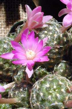 (Mammillaria saboae ssp. saboae )