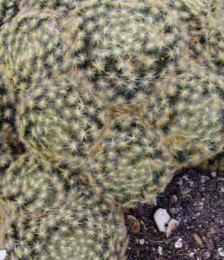 (Mammillaria schiedeana ssp. schiedeana )