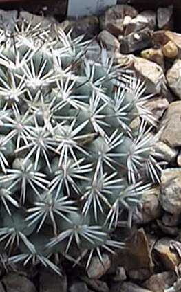 (Mammillaria schumannii)