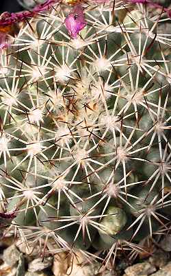 (Mammillaria schumannii)