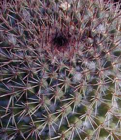 (Mammillaria scrippsiana)