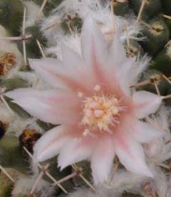 (Mammillaria sempervivi)