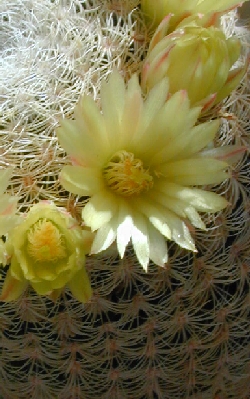 Pitayita(Mammillaria solisioides)