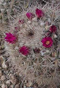 (Mammillaria sonorensis)