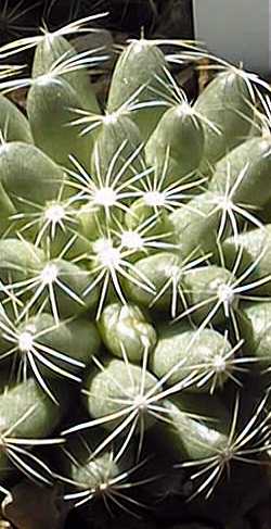 Longmamma Nipple Cactus(Mammillaria sphaerica)