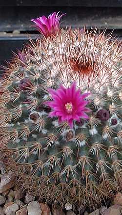 (Mammillaria spinosissima)