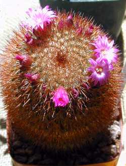 (Mammillaria spinosissima)