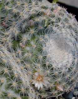 (Mammillaria supertexta)