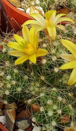 (Mammillaria surculosa)