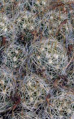 (Mammillaria surculosa)