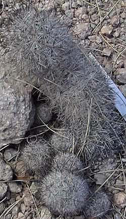 California Pincushion, Viejito(Mammillaria tetrancistra)