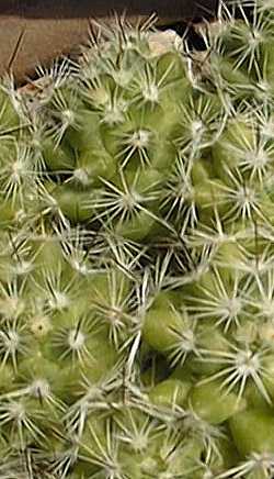 (Mammillaria vetula)