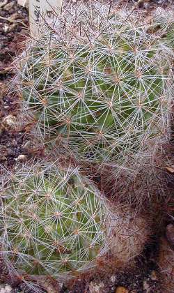 (Mammillaria vetula)