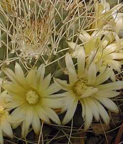 (Mammillaria winterae)