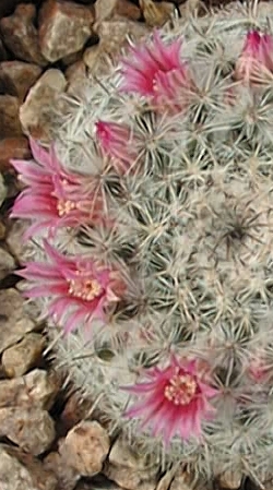 (Mammillaria hahniana ssp. woodsii )