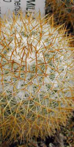 (Mammillaria columbiana ssp. yucatanensis )