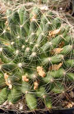 (Mammillaria zephyranthoides)