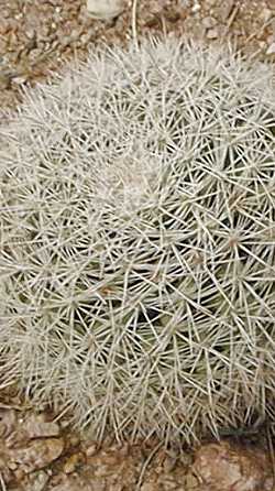 (Mammillaria zeyeriana)