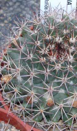 (Mammillaria zeyeriana)