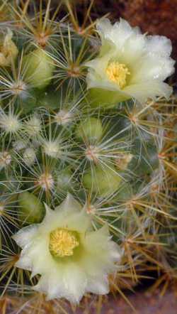 (Mammillaria zublerae)