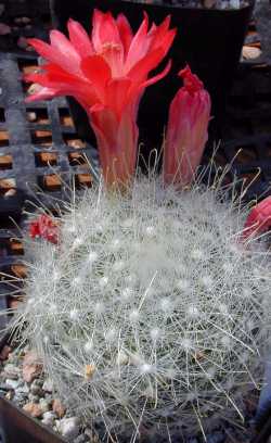 (Mammillaria senilis)