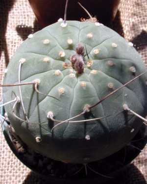 (Matucana madisoniorum)