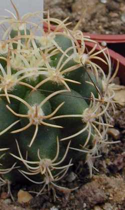 (Matucana paucicostata)