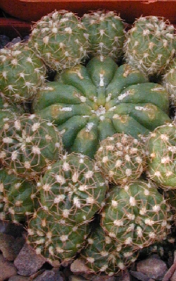 (Matucana polzii)