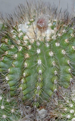 (Matucana tuberculata)