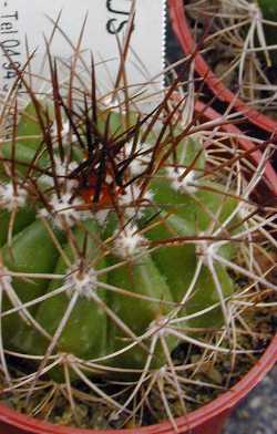 Cabeca de Frade(Melocactus bahiensis)