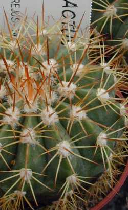 (Melocactus broadwayi)