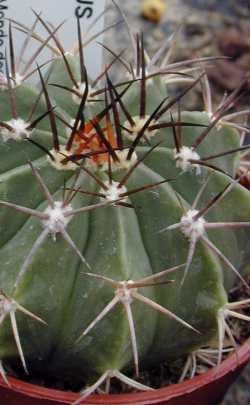 Buche(Melocactus curvispinus ssp. caesius )