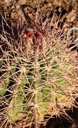 (Melocactus curvispinus ssp. dawsonii )