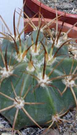 (Melocactus azureus var. krainzianus )